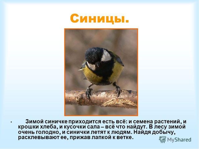 Презентация по ознакомлению с окружающим миром природы на тему "Как зимуют животные и птицы в лесу?" (подготовительная группа)
