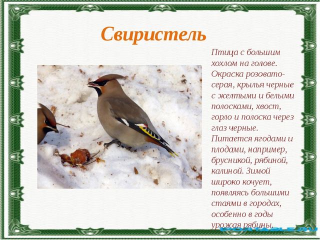 Презентация по ознакомлению с окружающим миром природы на тему "Как зимуют животные и птицы в лесу?" (подготовительная группа)