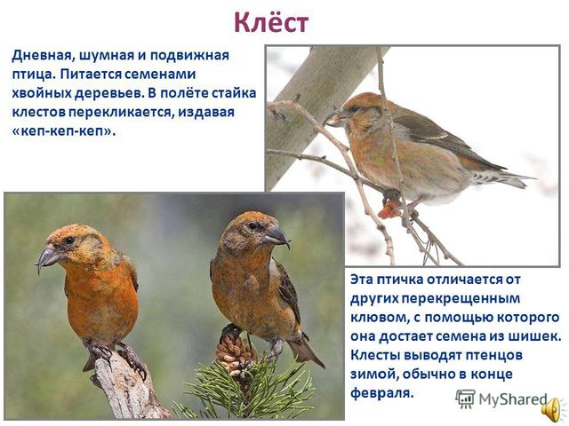 Презентация по ознакомлению с окружающим миром природы на тему "Как зимуют животные и птицы в лесу?" (подготовительная группа)