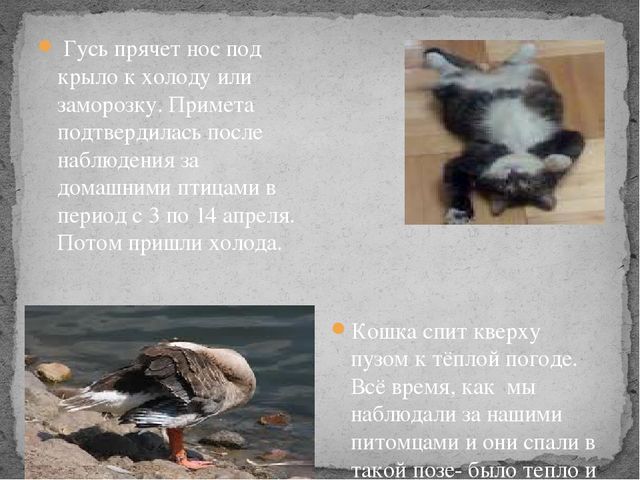 Презентация проекта "Как предсказывали погоду наши предки"