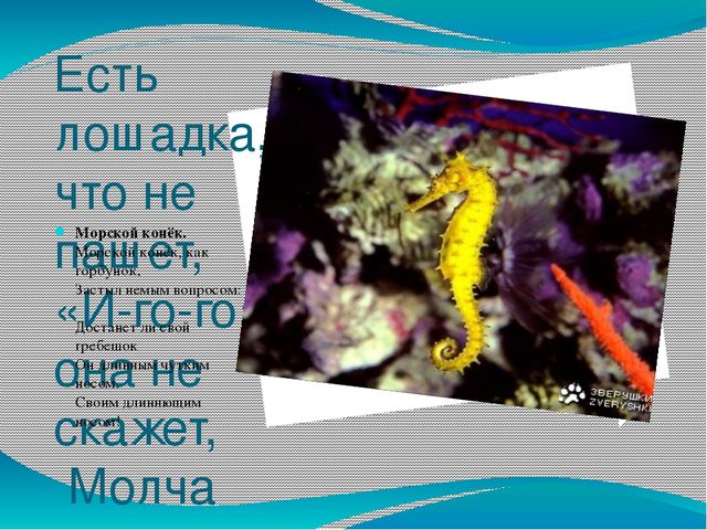 Проект - презентация "Морские обитатели"