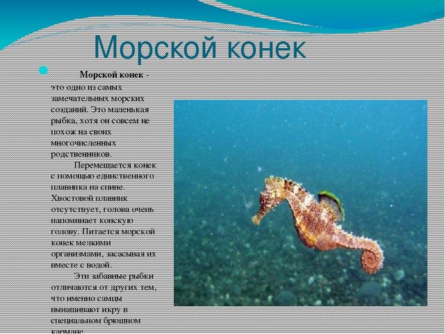 Проект - презентация "Морские обитатели"