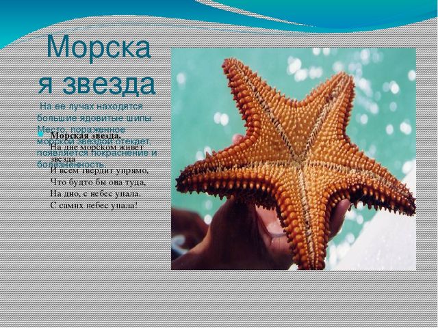 Проект - презентация "Морские обитатели"