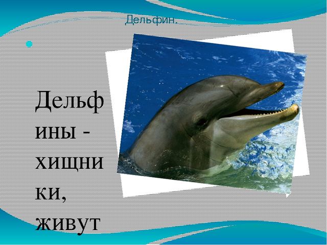 Проект - презентация "Морские обитатели"
