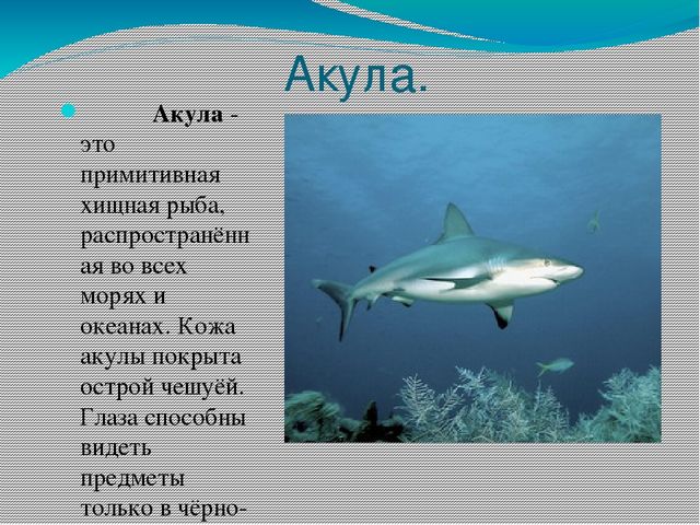 Проект - презентация "Морские обитатели"