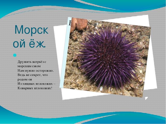 Проект - презентация "Морские обитатели"