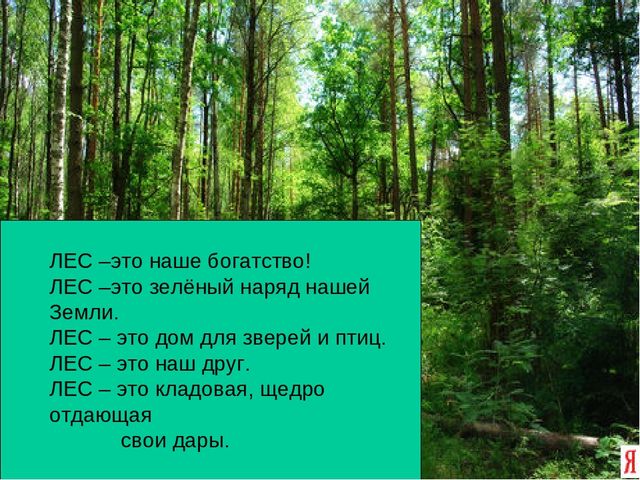 Презентация по экологии "Лес - наше богатство"