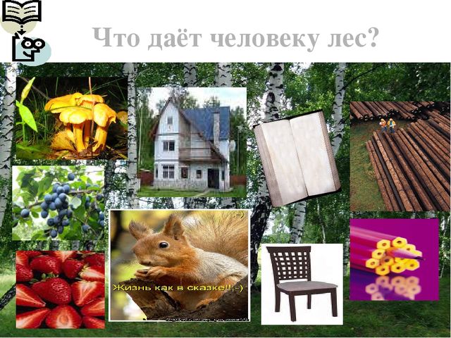 Презентация по экологии "Лес - наше богатство"