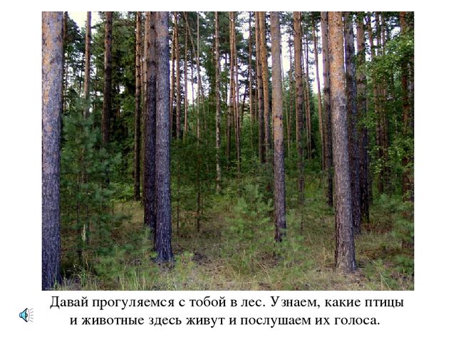 Презентация по экологии "Лес - наше богатство"