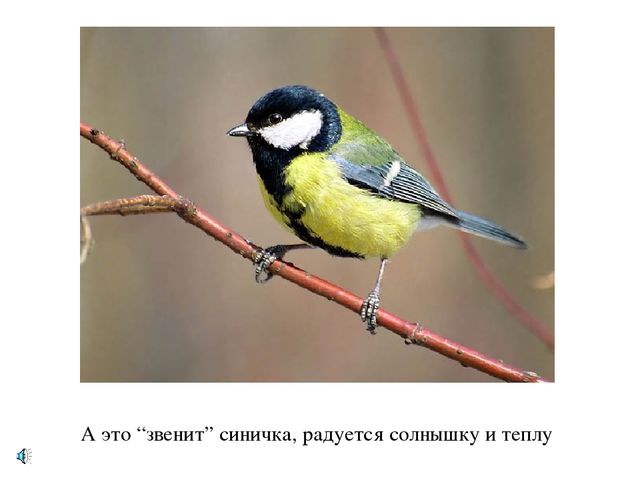 Презентация по экологии "Лес - наше богатство"
