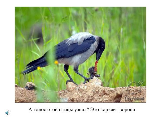 Презентация по экологии "Лес - наше богатство"