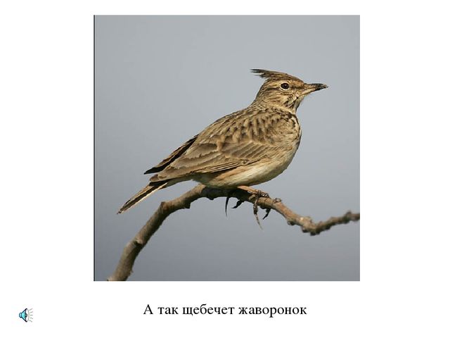 Презентация по экологии "Лес - наше богатство"