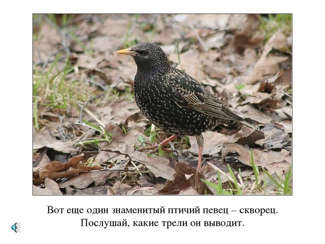 Презентация по экологии "Лес - наше богатство"
