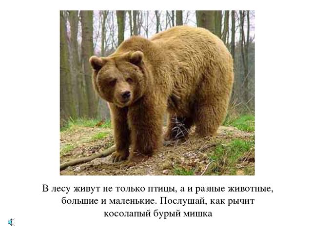 Презентация по экологии "Лес - наше богатство"