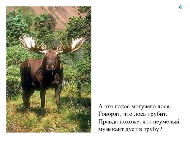 Презентация по экологии "Лес - наше богатство"