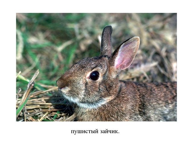 Презентация по экологии "Лес - наше богатство"