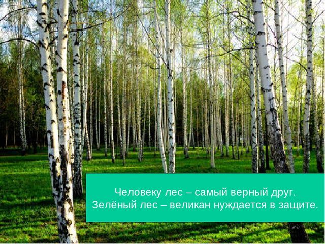 Презентация по экологии "Лес - наше богатство"