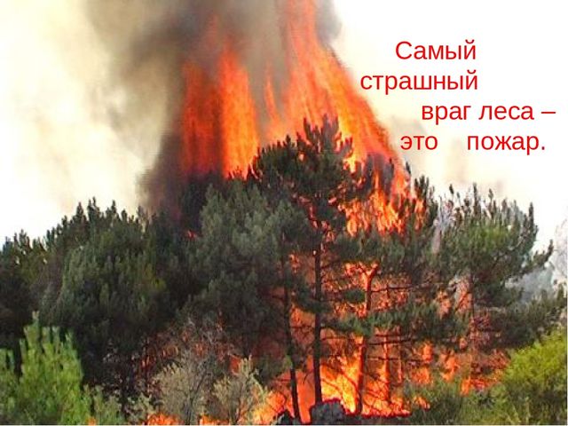 Презентация по экологии "Лес - наше богатство"