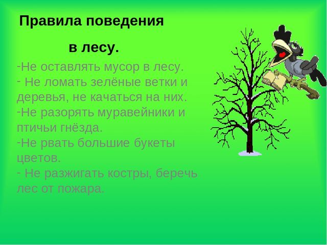 Презентация по экологии "Лес - наше богатство"