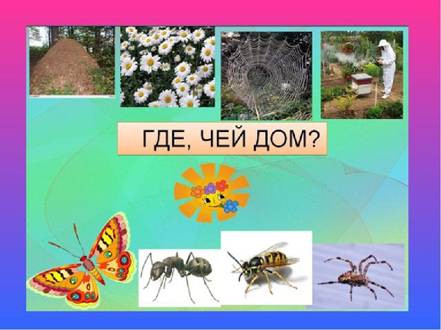 Презентация к НОД "Насекомые"