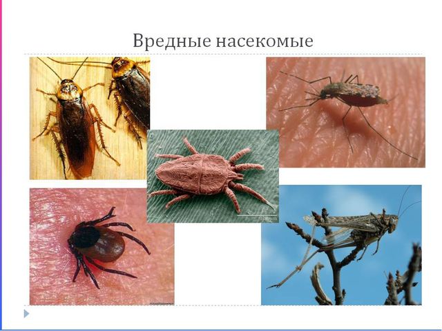 Презентация к НОД "Насекомые"