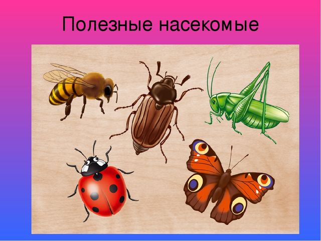 Презентация к НОД "Насекомые"
