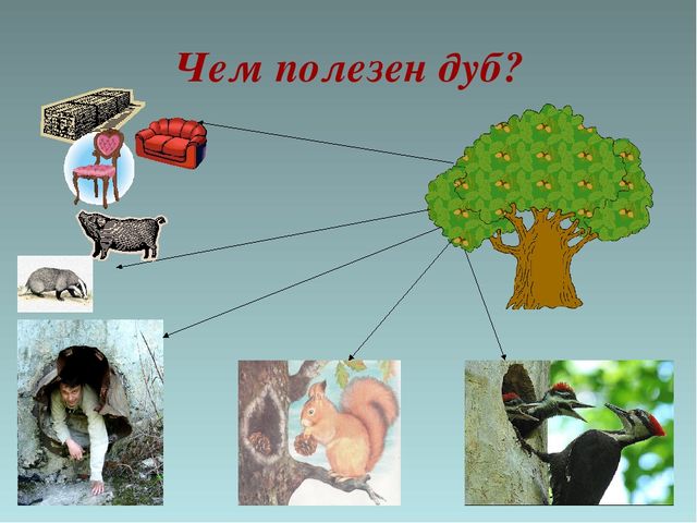 Презентация "Деревья - наши друзья"