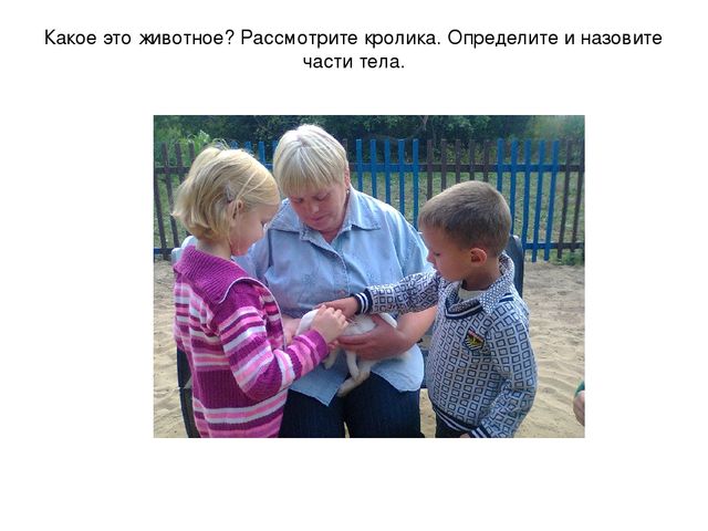 Презентация "Наблюдение за кроликами"