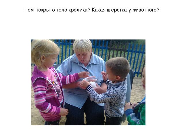 Презентация "Наблюдение за кроликами"