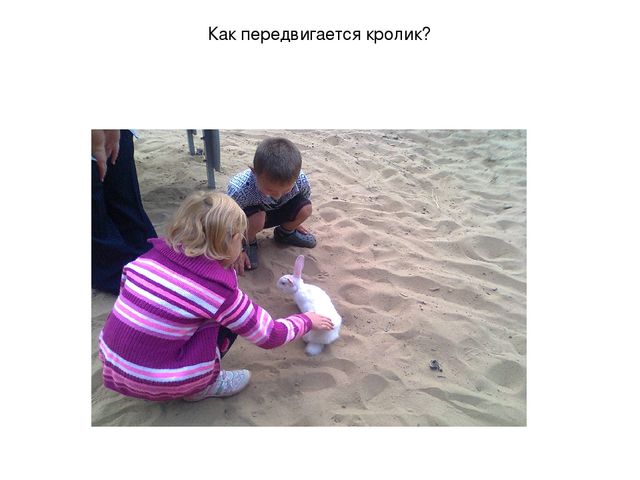 Презентация "Наблюдение за кроликами"