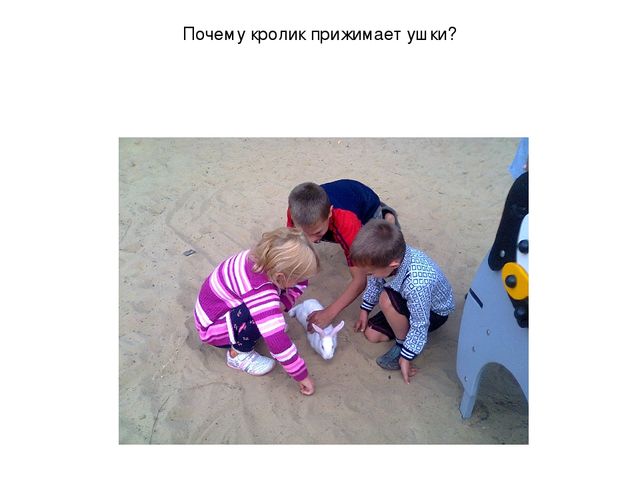 Презентация "Наблюдение за кроликами"