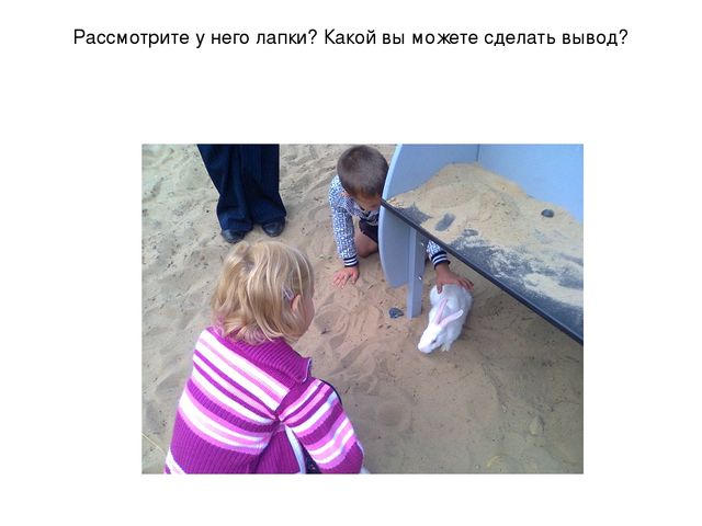 Презентация "Наблюдение за кроликами"