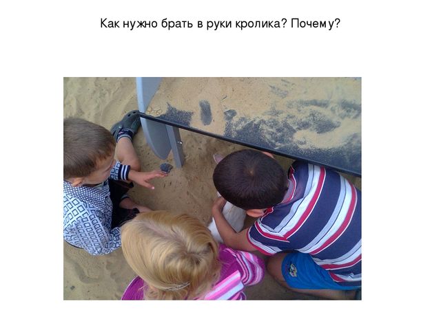 Презентация "Наблюдение за кроликами"