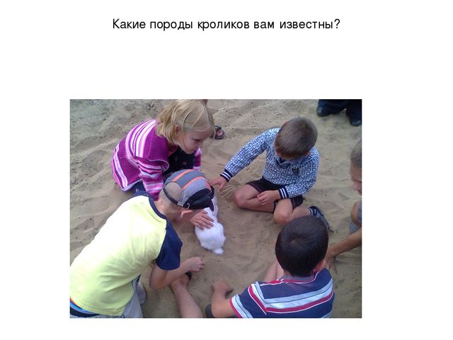 Презентация "Наблюдение за кроликами"