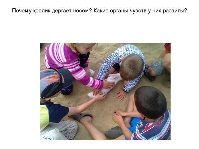 Презентация "Наблюдение за кроликами"