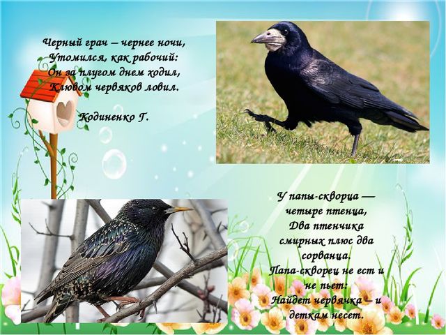 Презентация по познавательному развитию "Птицы Чувашии"