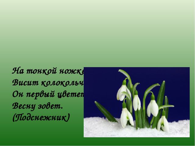 Презентация к НОД "Цветы"