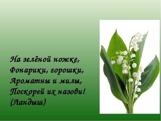 Презентация к НОД "Цветы"