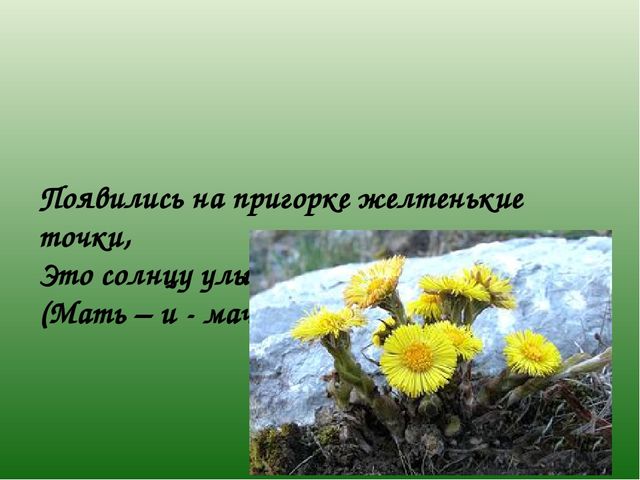 Презентация к НОД "Цветы"