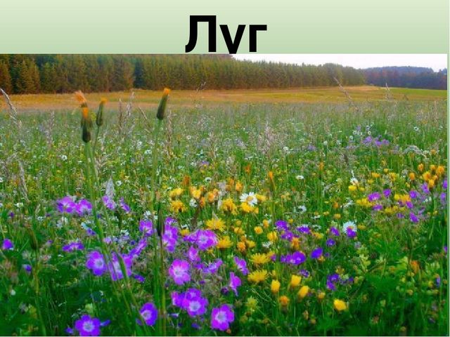 Презентация к НОД "Цветы"