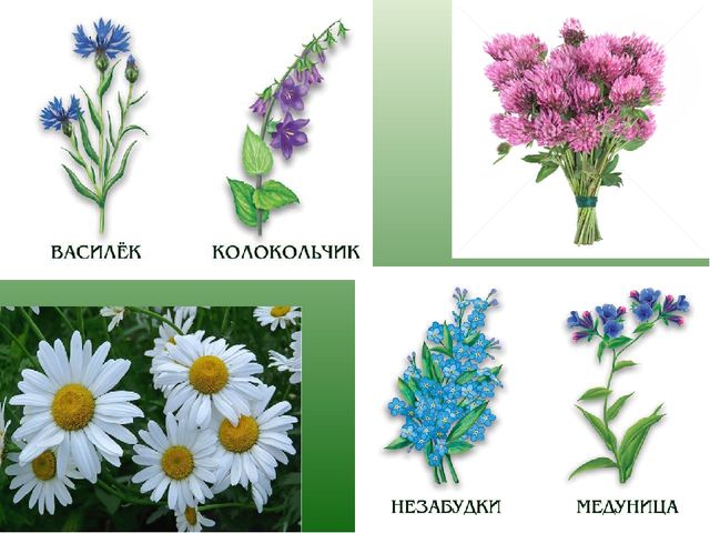 Презентация к НОД "Цветы"