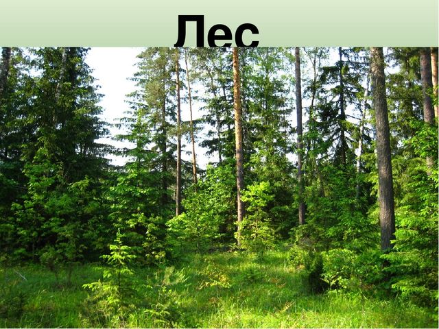 Презентация к НОД "Цветы"