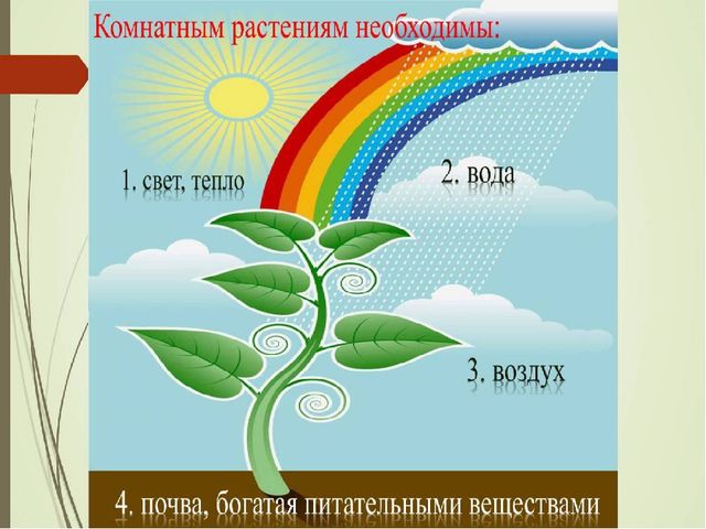 Презентация к НОД "Цветы"