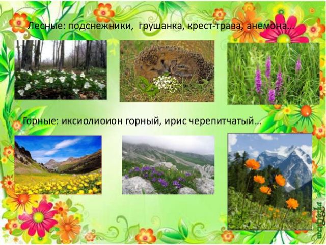 Презентация проекта "Цветочный калейдоскоп"