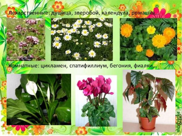 Презентация проекта "Цветочный калейдоскоп"
