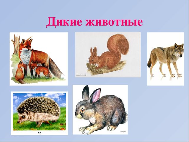 Презентация "Дикие и домашние животные"