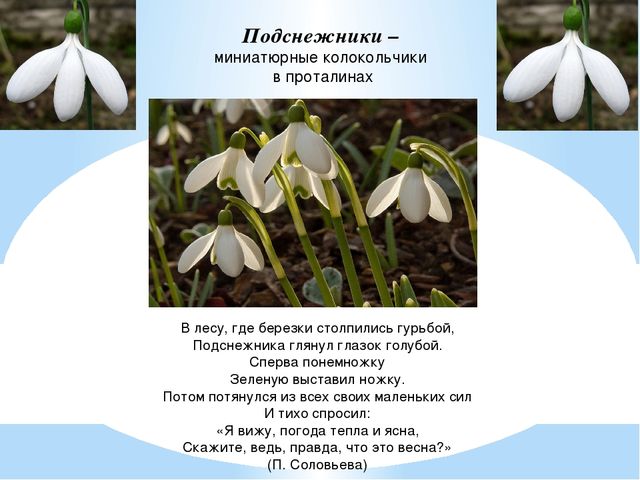 Презентация "День подснежника" (подготовительная группа)