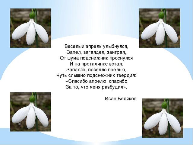 Презентация "День подснежника" (подготовительная группа)