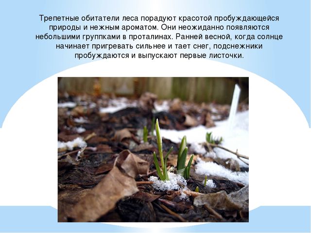 Презентация "День подснежника" (подготовительная группа)