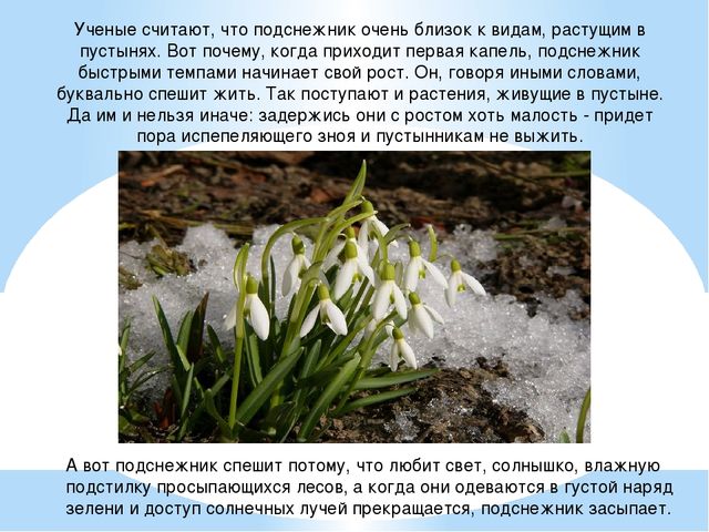 Презентация "День подснежника" (подготовительная группа)